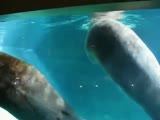 Walrus Sucks On His Own Pee Pee