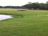 Gator Fight on Golf Course in Florida