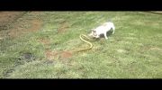 Jack Russel Terrier Kills Cobra