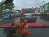 Oblivious Man Walks Straight Under The Wheels Of A Bus