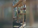 Prankster orangutan pretends to HANG himself in front of horrified zoo spectators