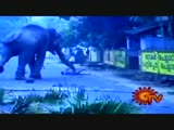 Elephant Kills Handler