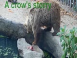 Giant Russian Bear Saves Crow At Zoo!