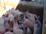 Sleeping Guy Gets Thrown In With Pigs!