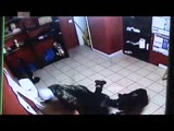 Rottweiler attacks gunman