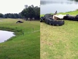 Two Gators Fight On A Golf Course