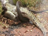 Large Snake Consumes Entire Alligator