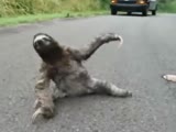 WTF Sloth Collapses After Getting Hit By Car, Music Added