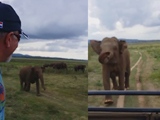 Crazed Elephant Chase Turns Woman Into Screaming Banshee