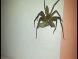 Giant Spider Catches And Kills Lizard!