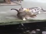 Ninja Koi Tries To Swallow Cat!