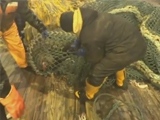 Sea Lion Wrongly Captured In A Fishermen Net Is Not Leaving Without A Fight