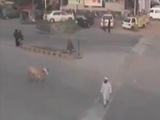 Rampaging Bull Takes Out Man Crossing The Street