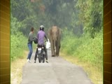 Man escapes from elephant