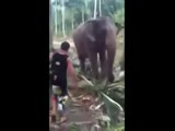 Elephant kicks the man