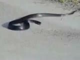 Raving Snake On LSD