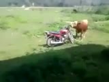 Bull Tries To Screw A Motorcycle!