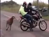 when goat attacks