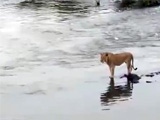 Lioness Attempts A Deadly Crossing