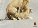 Lions Do It Right In The Middle Of The Road And No Fucks Given!