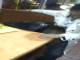 Girl gets caught giving head in restaurant