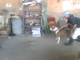 How high pitbull can jump