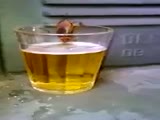 Cockroach Filmed Drinking Beer!