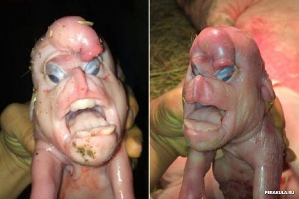 Pig with a human face is born in China