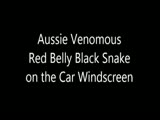 Redbelly Snake on Windscreen