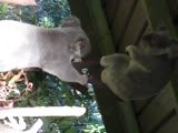 Koala Bears Are Possessed By Satan When Fighting