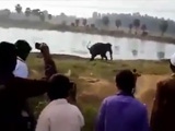 Wild Elephant Comes Ashore And Tramples A Man To Death