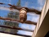 Idiot Squeezes A Hornet's Nest And Gets Stung!