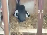 Rabbit Faints Mid Coitus!