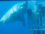 Deep Blue, one of the largest sharks of the world was again filmed off Mexico!