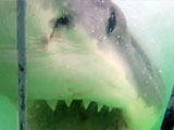 Great White Shark Attacks Diving Cage With Tourists Inside