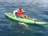 This Is Why You Don't Fish For Sharks In A Kayak