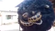 Guy got a snake in his hair