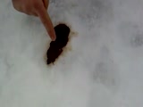 The guy lost a bet and now eats shit