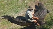 Crazy Old Dude Rides A Huge Crocodile