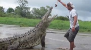 Tourist Guide Shows Off His Alligator Feeding Skills
