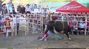 Bull Rider Quickly Dismounted And Stomped On