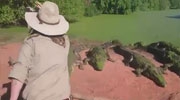 Croc Bites Off And Swallows The Foot Of Another At Feeding Time