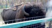 Yak and stupid. Case at the zoo