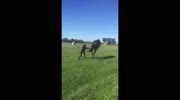 Horse kick's woman directly in the face!!