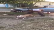 Pitbull Insane Jump.