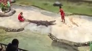 Crocodile head coach almost eat