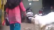 Out of Control Goat.