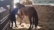 Horse Leaves A Man In A Very Very Bad Way