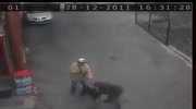 Rottweiler Attack Man