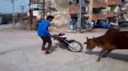 Ha Ha Ha - Bike Stunt fails - Pride of Cows appeared